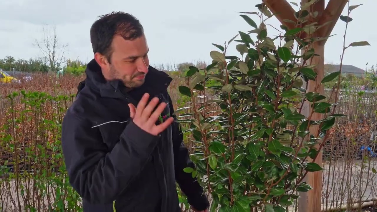 Plantpraat Olijfwilg Elaeagnus ebbingei