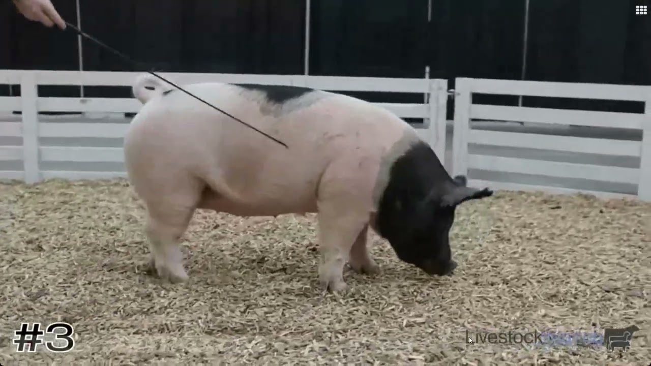 2025 Virtual Livestock Judging Class #2 Breeding Swine