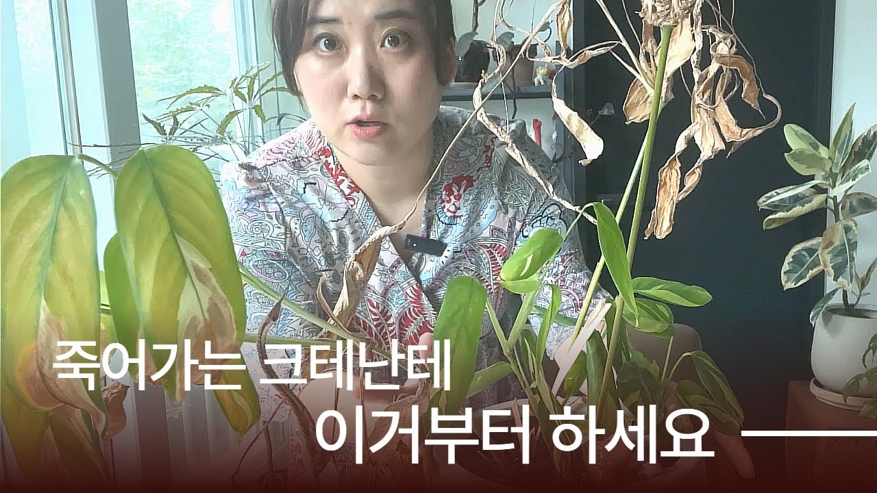 죽어가는 크테난테 이거부터 하세요 + 두 달 후에는 어떻게 변했을까요?🌿