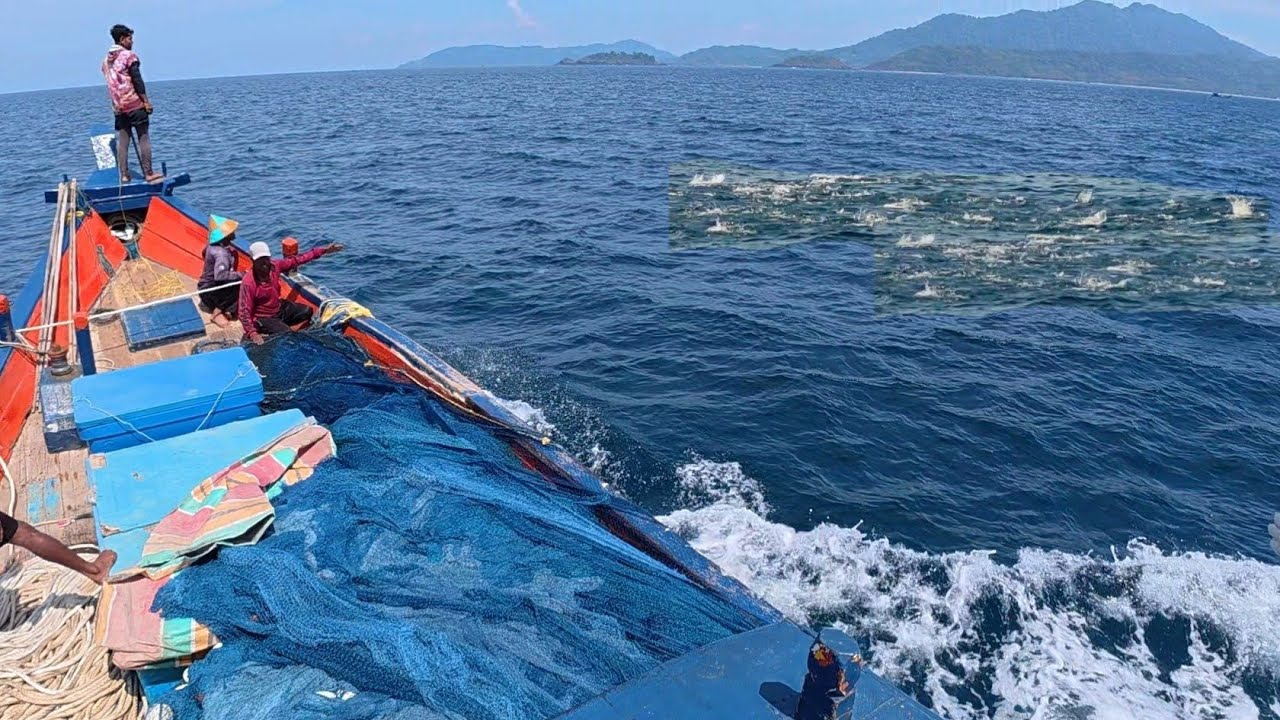 Pukat cincin, Nelayan Indonesia Dapat Banyak Ikan, luar biasa hasil tangkapan nelayan Indonesia