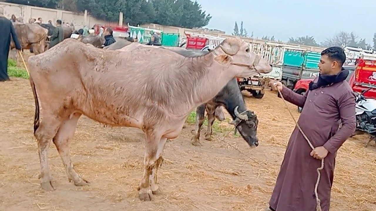 اسعار الجاموس العشر في سوق بيبان تبع كوم حماده بحيره يوم 3/3/2025
