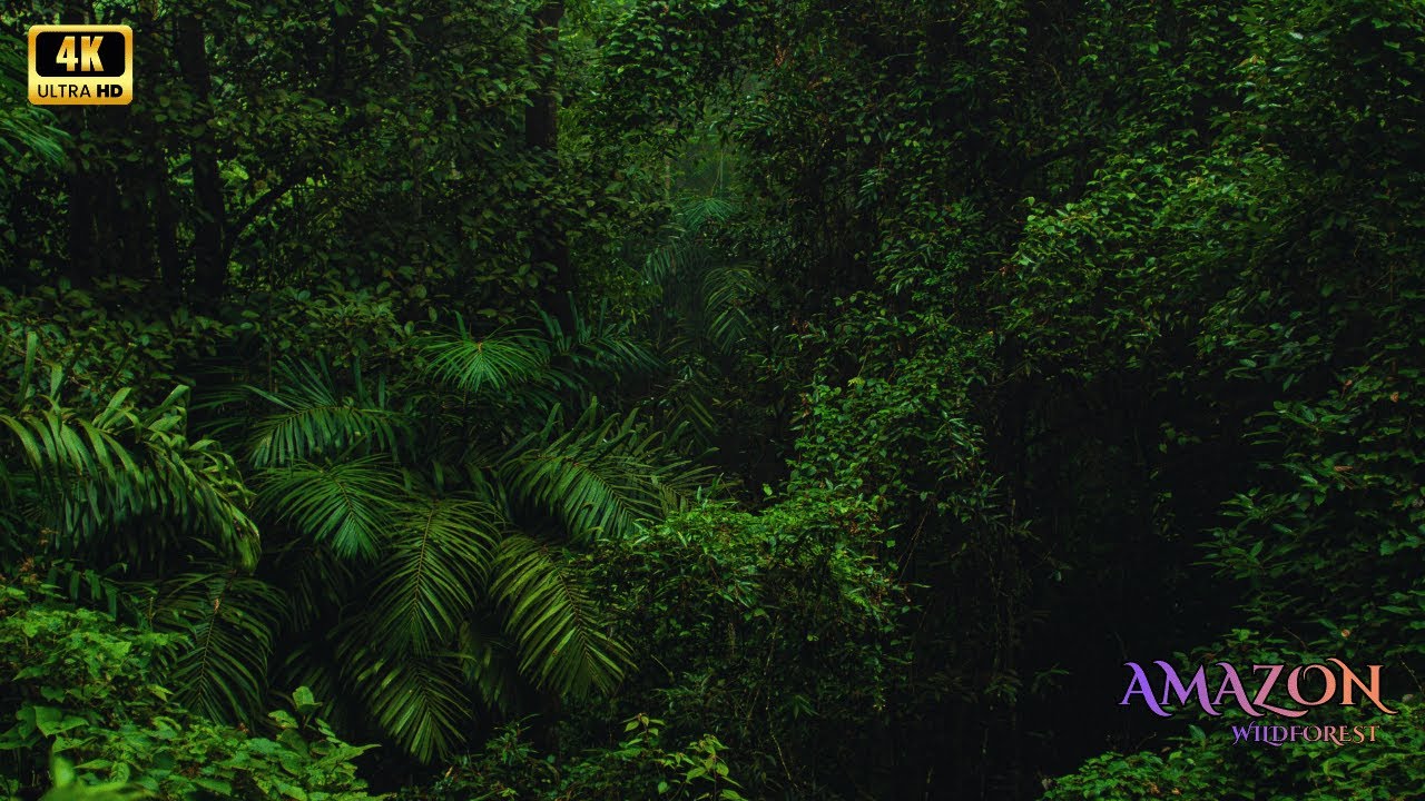 Amazon 4K - Forest, Water, and Life Combined
