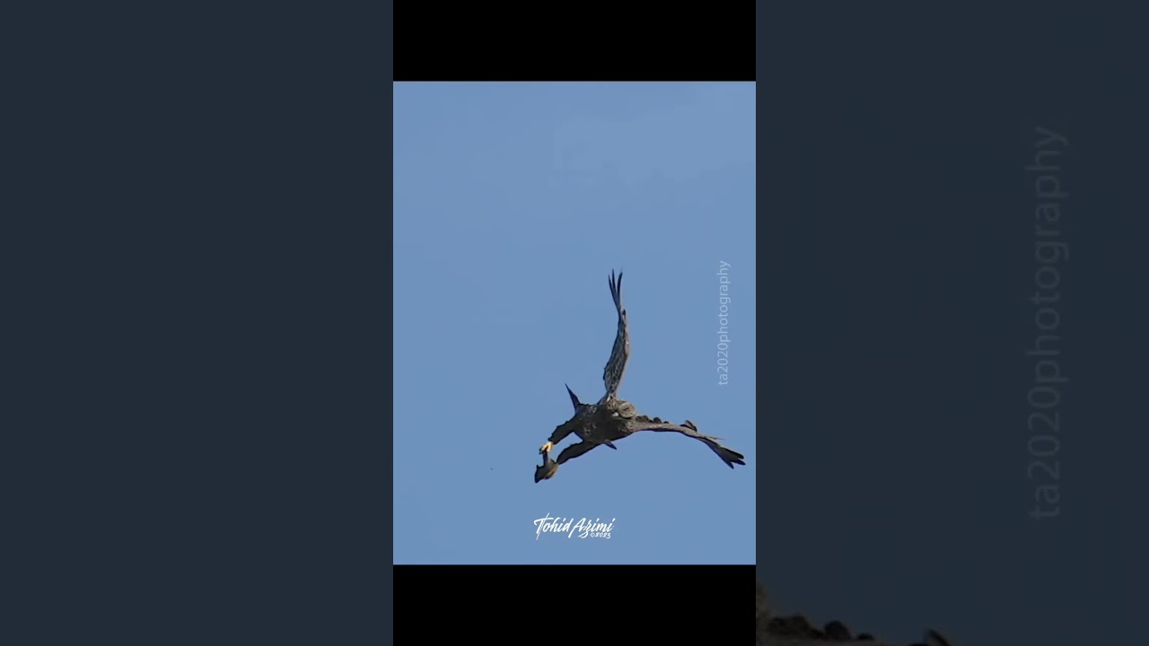 Juvenile Bald Eagles. One Drops the fish one misses and one catches it 