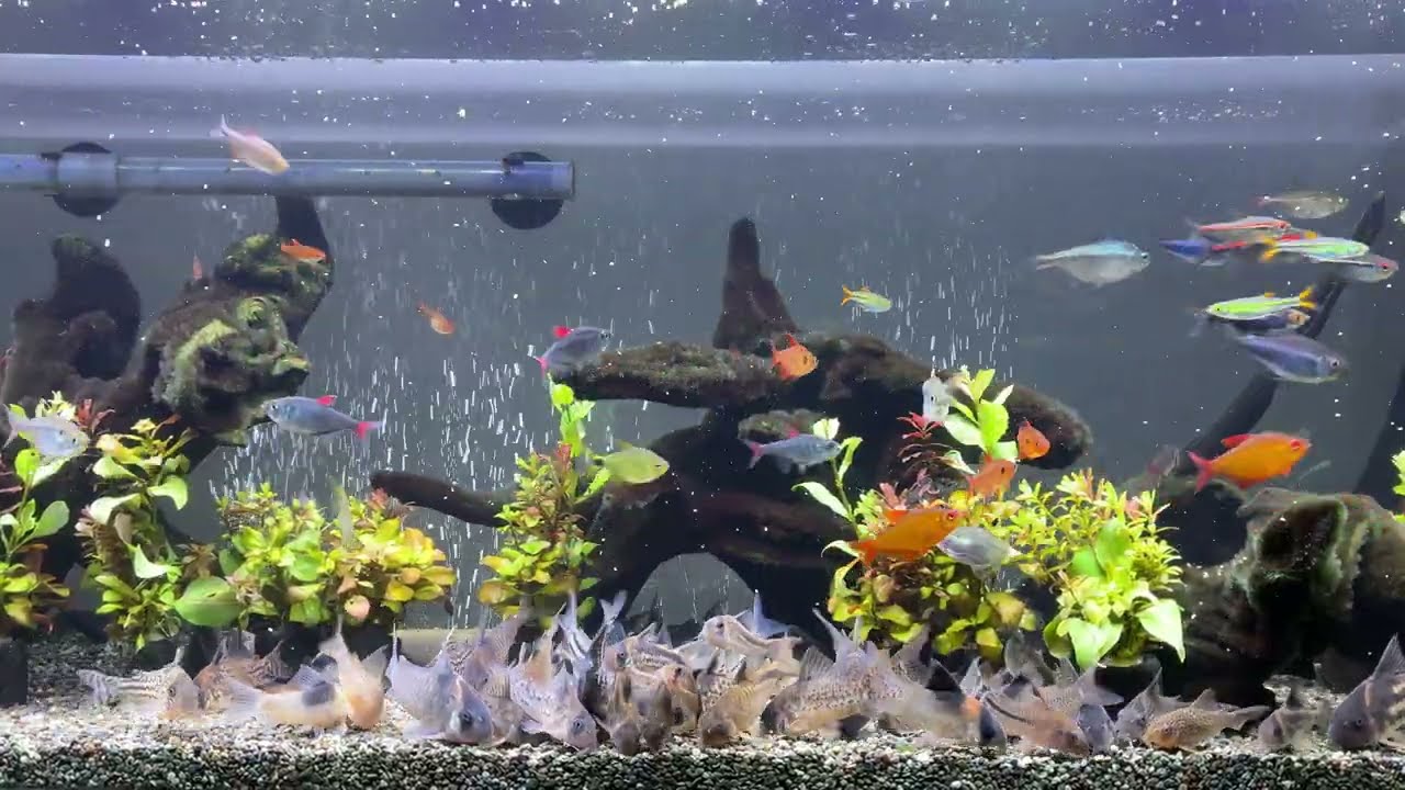 Relaxing Aquarium 1636 / 熱帯魚50種混泳水槽 アクアリウム ディナータイム 4K