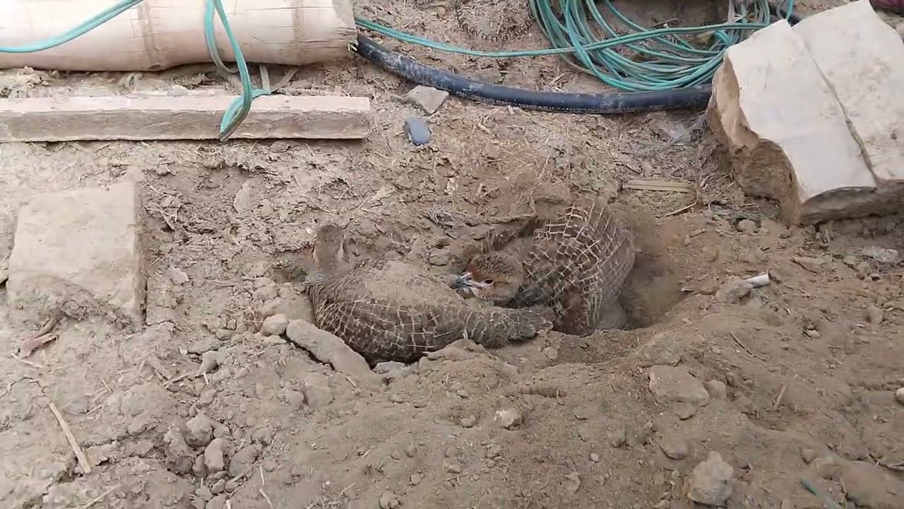 Dakni Teetar Pair Enjoying Free Roam in Open Field || Natural Mud Play & Village Bird Life