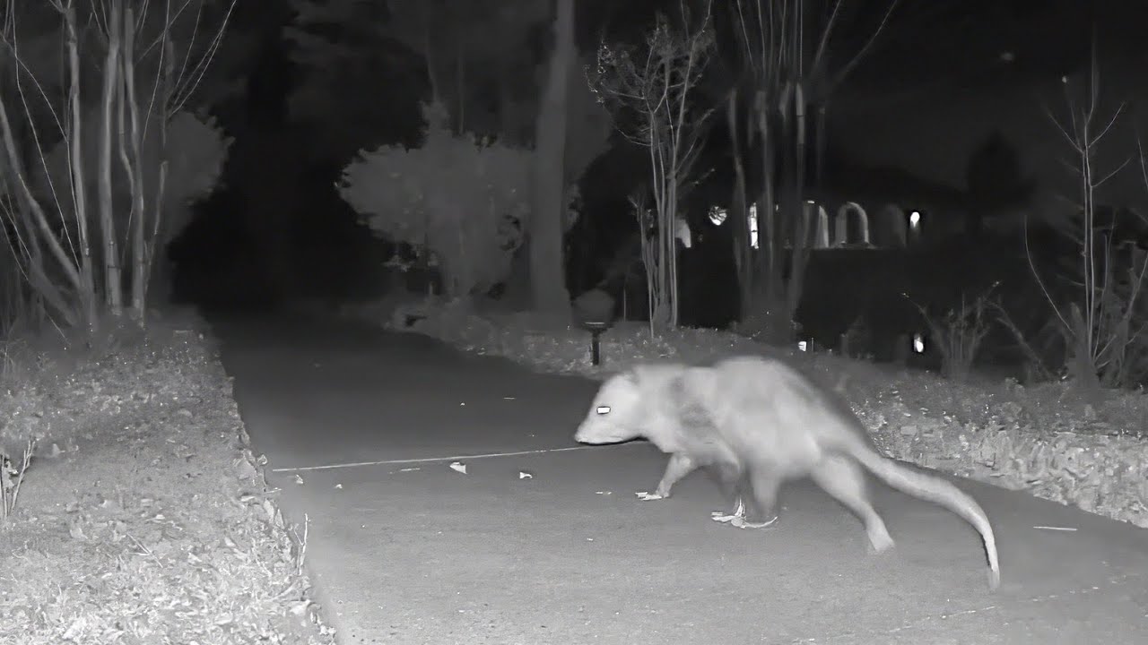 Critters all night long