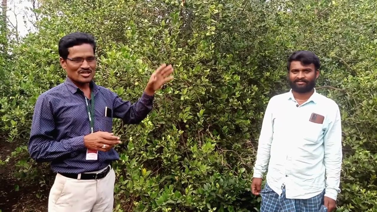 soil multiplayer  ಬಳಸಿ ಉತ್ತಮವಾಗಿ ಬೆಳೆದ ನಿಂಬೆ ಗಿಡಗಳು lemon tree plant