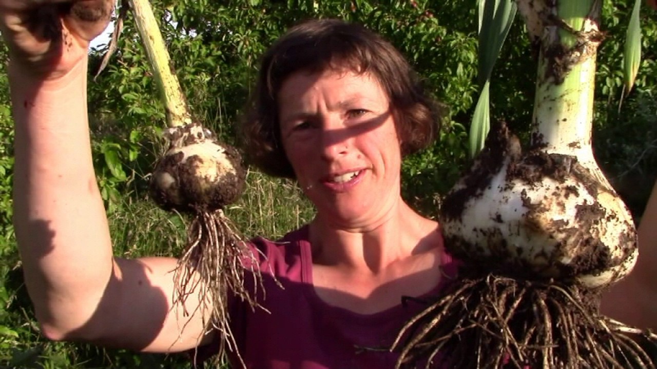 Aus unserem Garten geernteter Riesenknoblauch im Geschmacksvergleich mit normalem Knoblauch