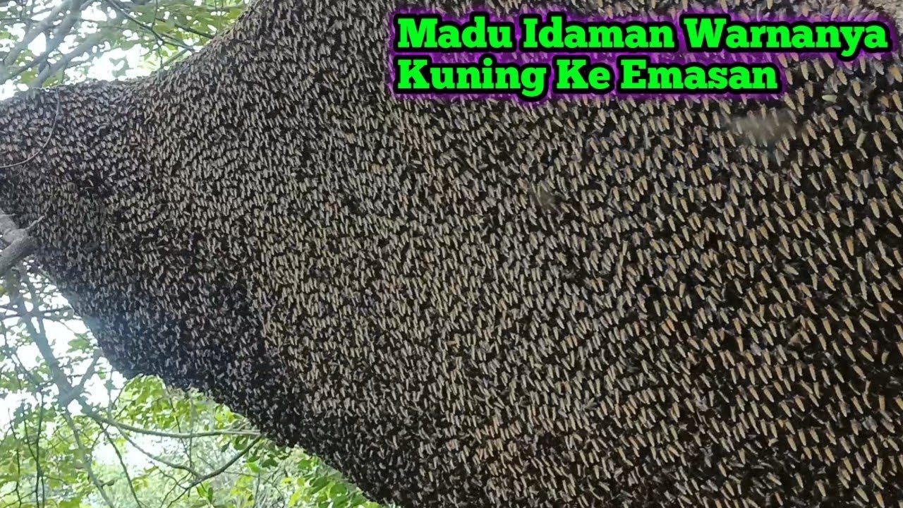Akhirnya Dapat Lagi Madu Idaman Yang Kuning Ke Emasan