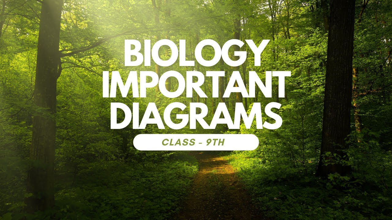 Class 9th Biology I Important Diagrams