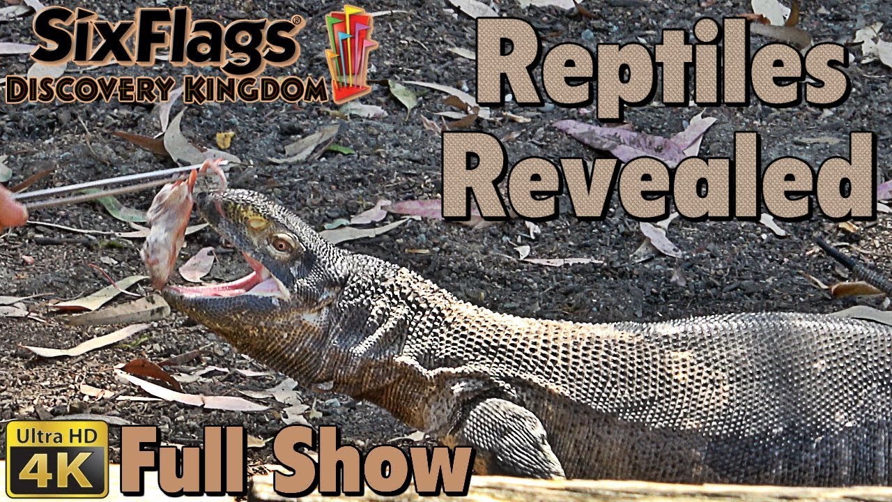 (4K) Reptiles Revealed (FULL Reptile Show) (Six Flags Discovery Kingdom)