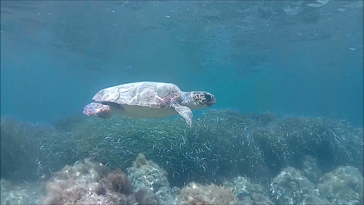 Snorkeling at Zakynthos 2021  Agios Sostis   Cameo eiland