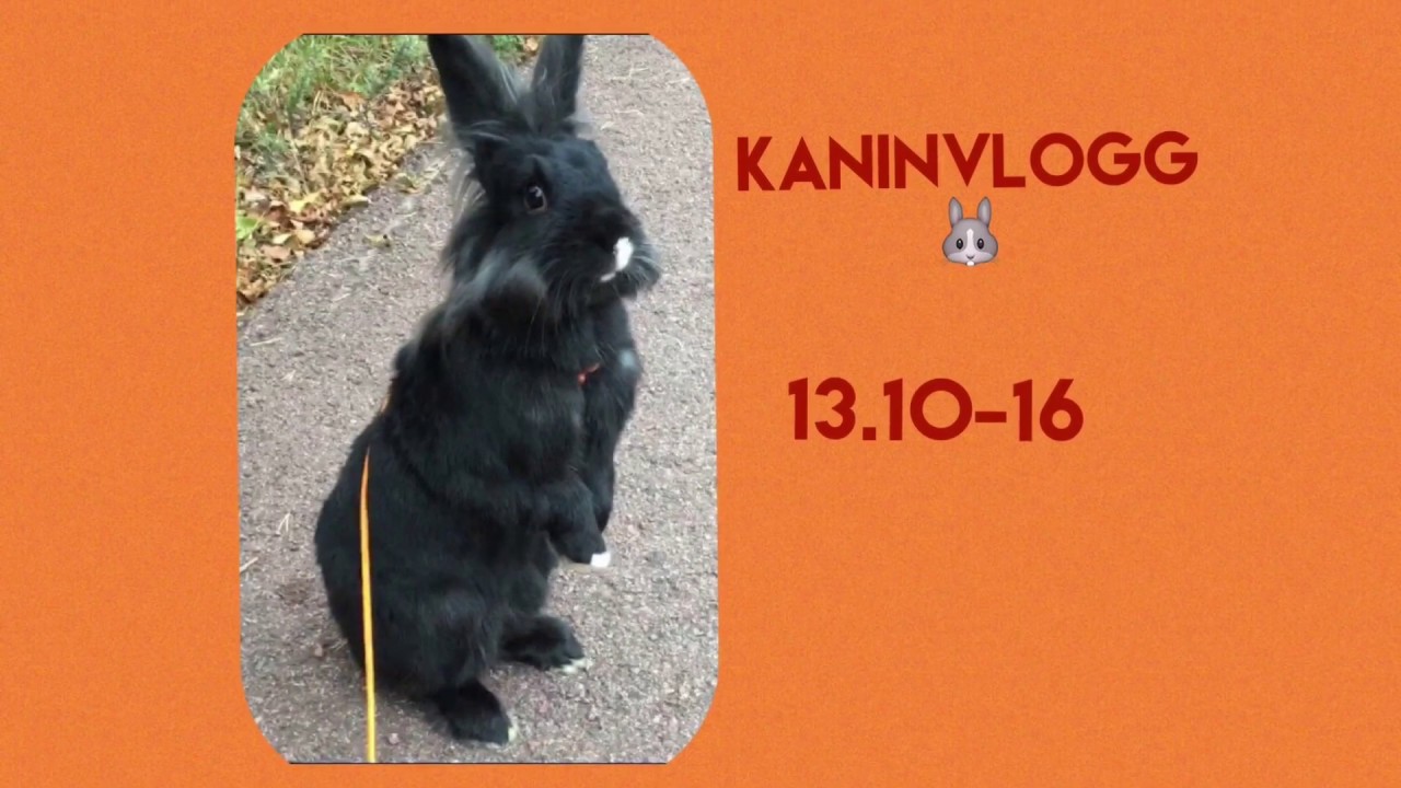 Kaninvlogg🐰💕