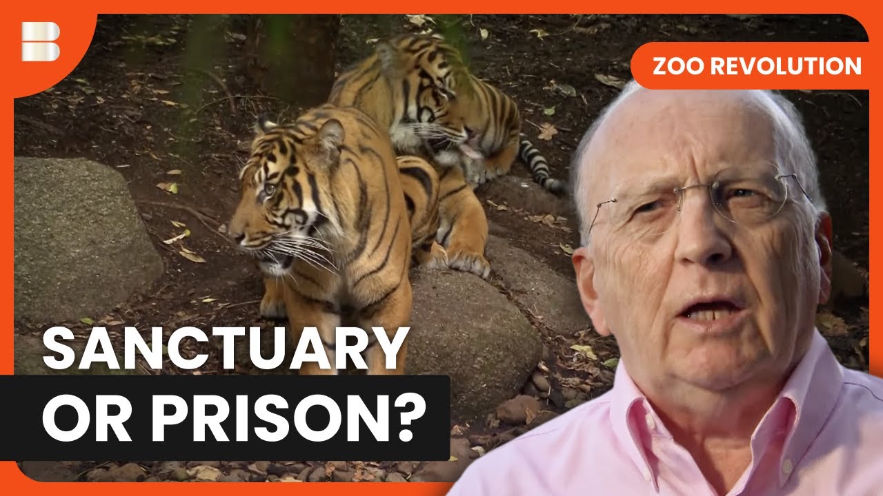 The Ethical Debate Behind Modern Zoos | Zoo Revolution | Documentary