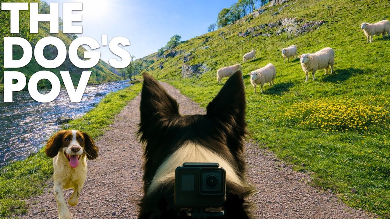 This Glistening River Walk Instantly Comforts Dogs 🐶💤 | 10-Hour Dog POV