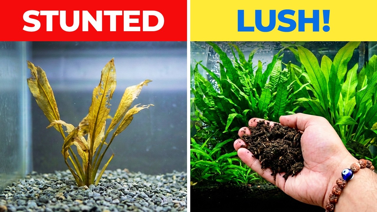 DIY Organic Fertilizer for Aquarium Plants – Natural & Effective!
