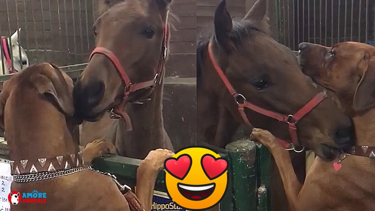 ПРИМЕР, ЖИВОТНЫЕ МОЖЕТ НАС МНОГОМУ НАУЧИТЬ