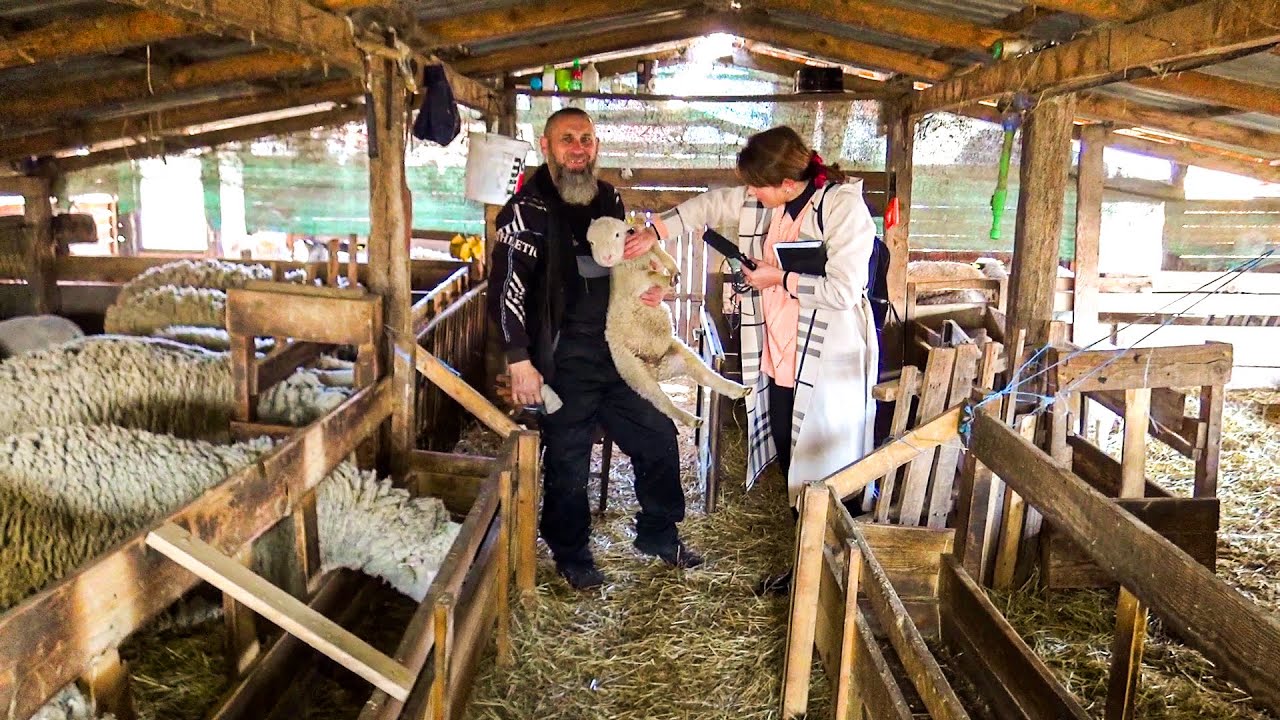 Bajker iz Palanke pokrenuo biznis sa ovcama!
