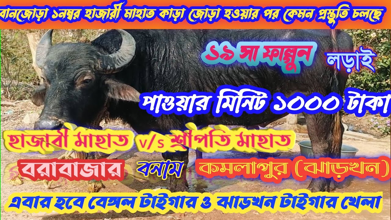 ১৯ শা ফাল্গুন লড়াইয়ের বলে দিল 🔥 কোনো পুলুপুসু জোড় লিনাই এবার হবে বেঙ্গল v/s ঝাড়খন খেল#. 