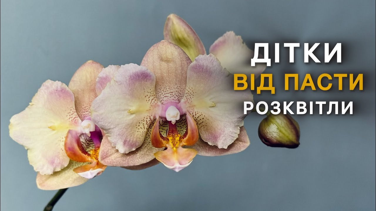 Я не вірю,що так швидко🥺ДІТКИ ВІД ПАСТИ цвітуть🌸#orchid #орхидея #цветущиеорхидеи #орхідеї #flowers 