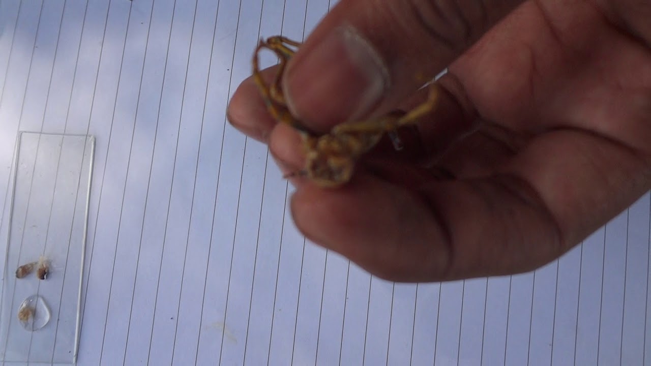 dissection of ak grasshopper mouth parts|university of agriculture fsd|by saad and habel