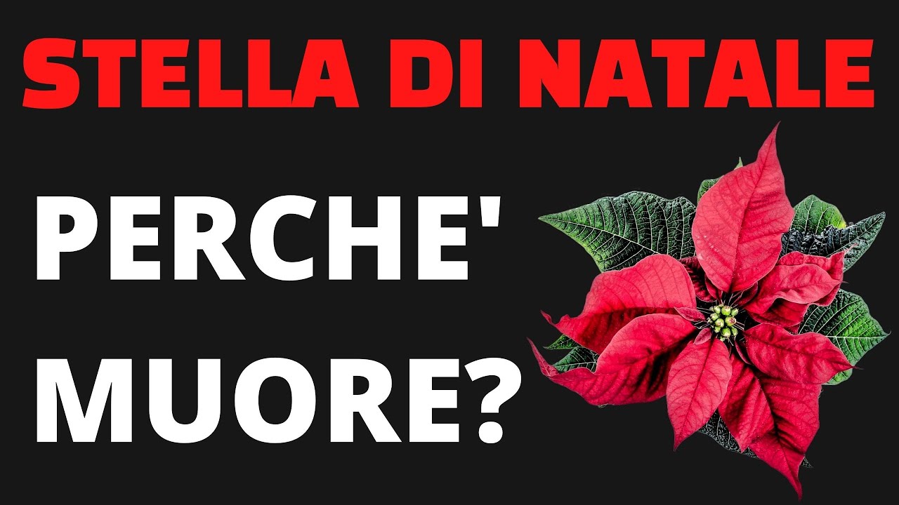 STELLA DI NATALE perché muore?