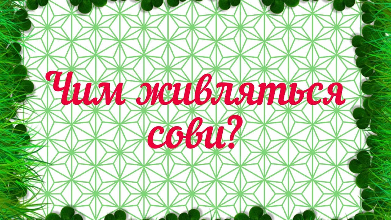 #длядітей Сова, види сов. Дітям про птахів