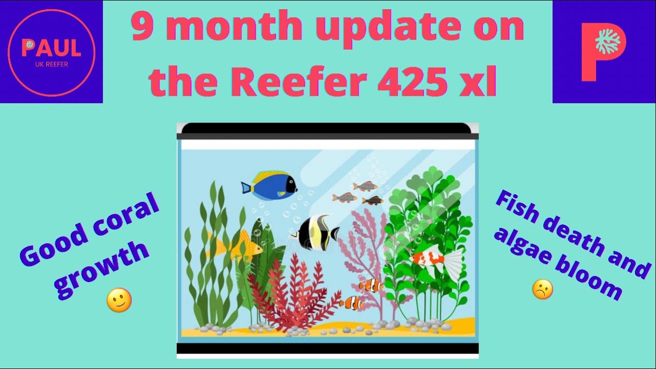 Red Sea Reefer 425xl 9 month tank update! #reeftank