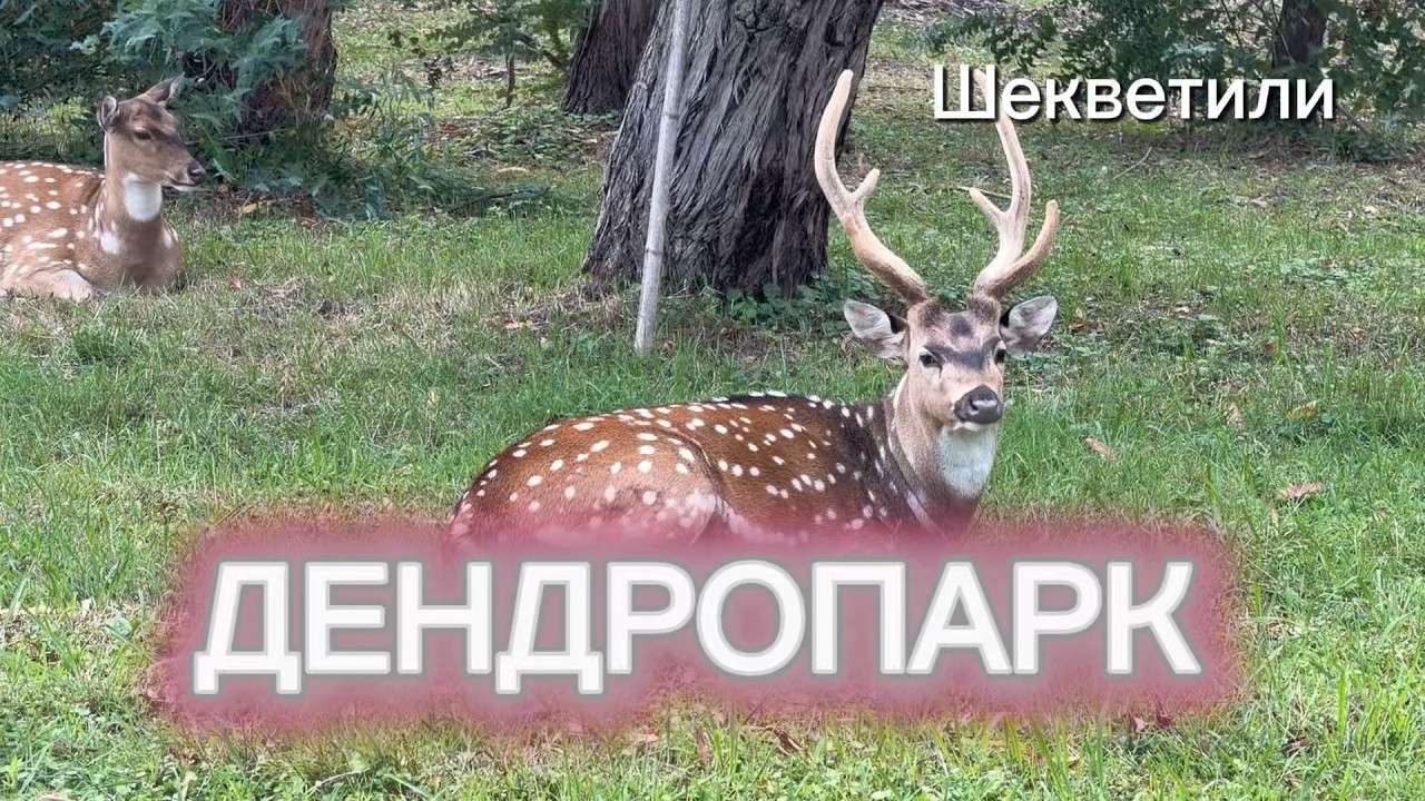 Дендропарк Шекветили: деревья со всего света и розовые фламинго