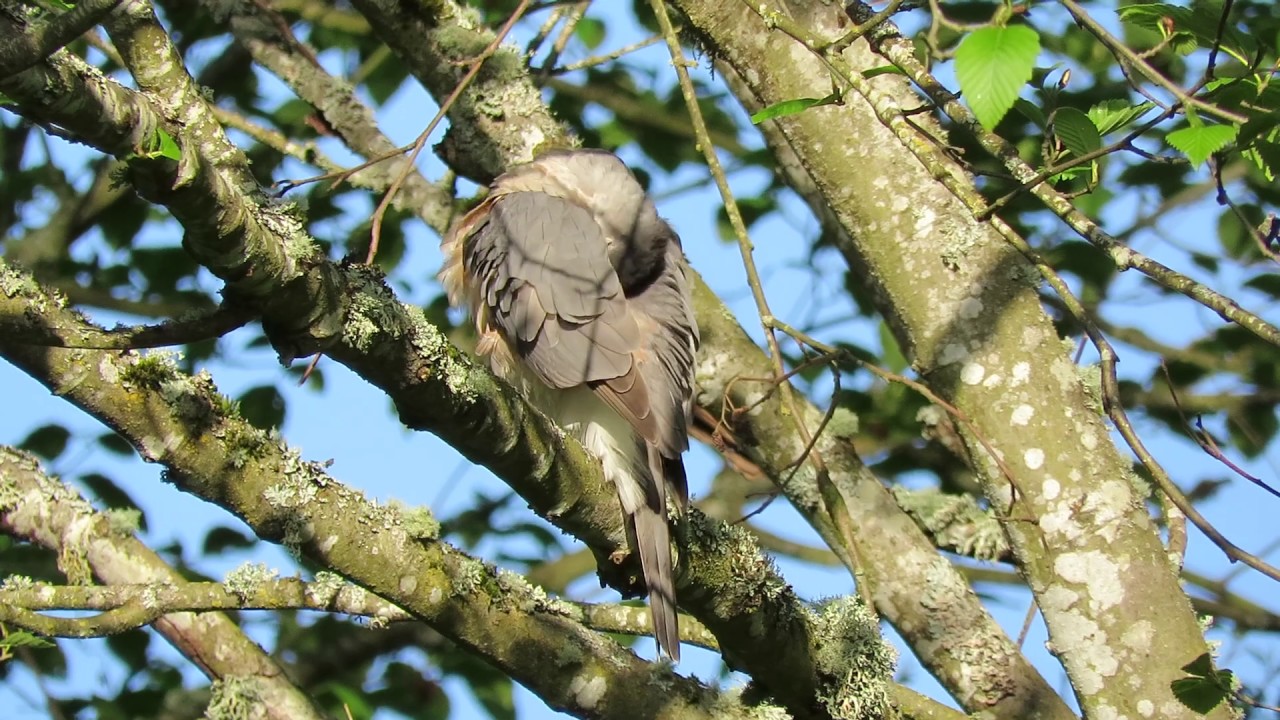 04/21/19 Male Cooper's Hawk Preening by Nest @ S 234 Pl & 53 Pl S Kent Wa 2653-122