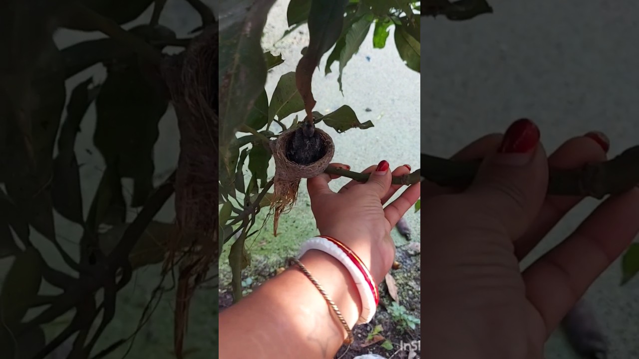 #song #trending #nest #nestboxcamera #tamlisong #ytshort