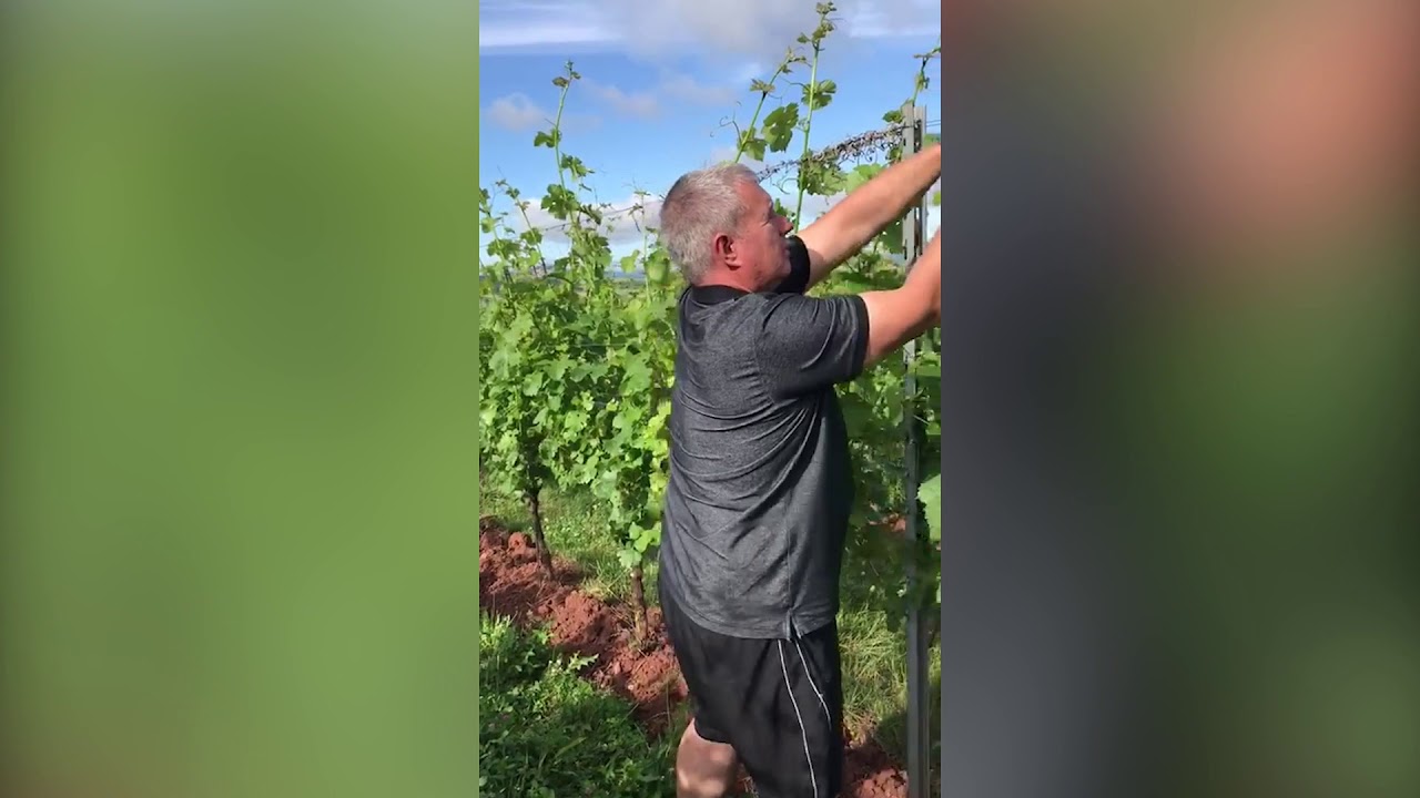 Jungweinprobe 2020 PiWi Rebsorte Cabernet Blanc trocken
