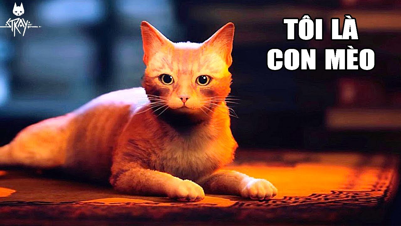 Tôi là CON MÈO | Stray