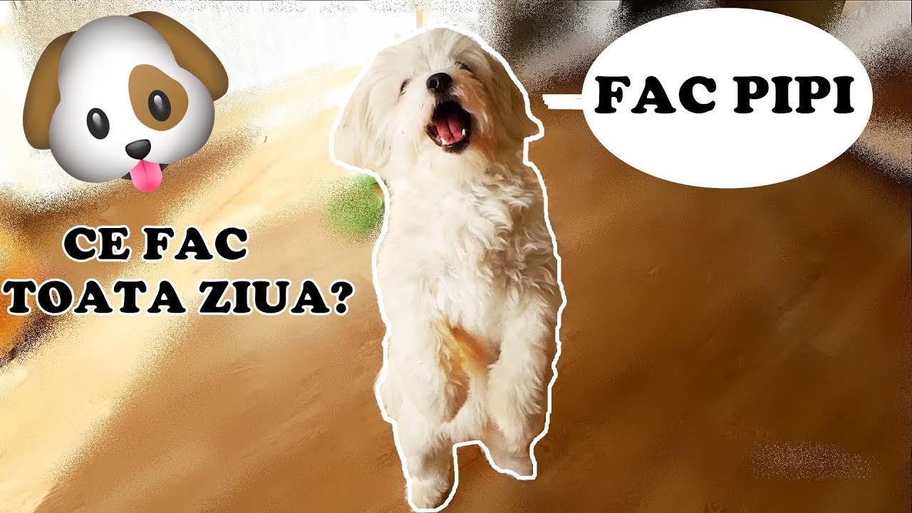 DAY IN THE LIFE OF A DOG!