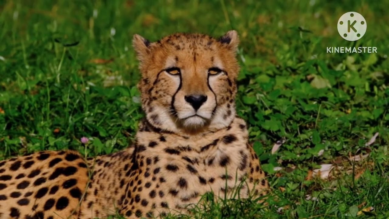 Safari Scrapbook :Cheatah