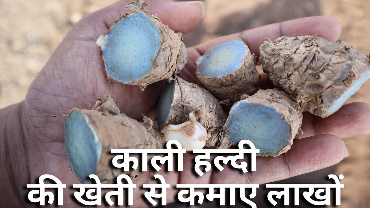 Part 1 Farming of Black Turmeric | કાળી હળદરની ખેતી | काली हल्दी की खेती | GDF | Expensive Farming