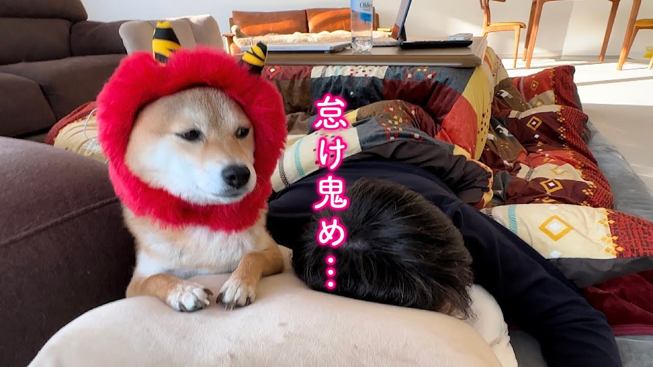怠けた鬼のようなパパを冷静に退治する柴犬が可愛い