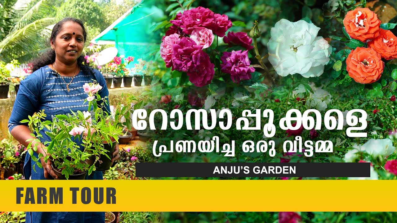 കുറഞ്ഞ വിലയിൽ റോസ് ചെടികൾ വാങ്ങാം | Anju's Garden | Rose Plant |ചെടിവീട് | Pathanamthitta