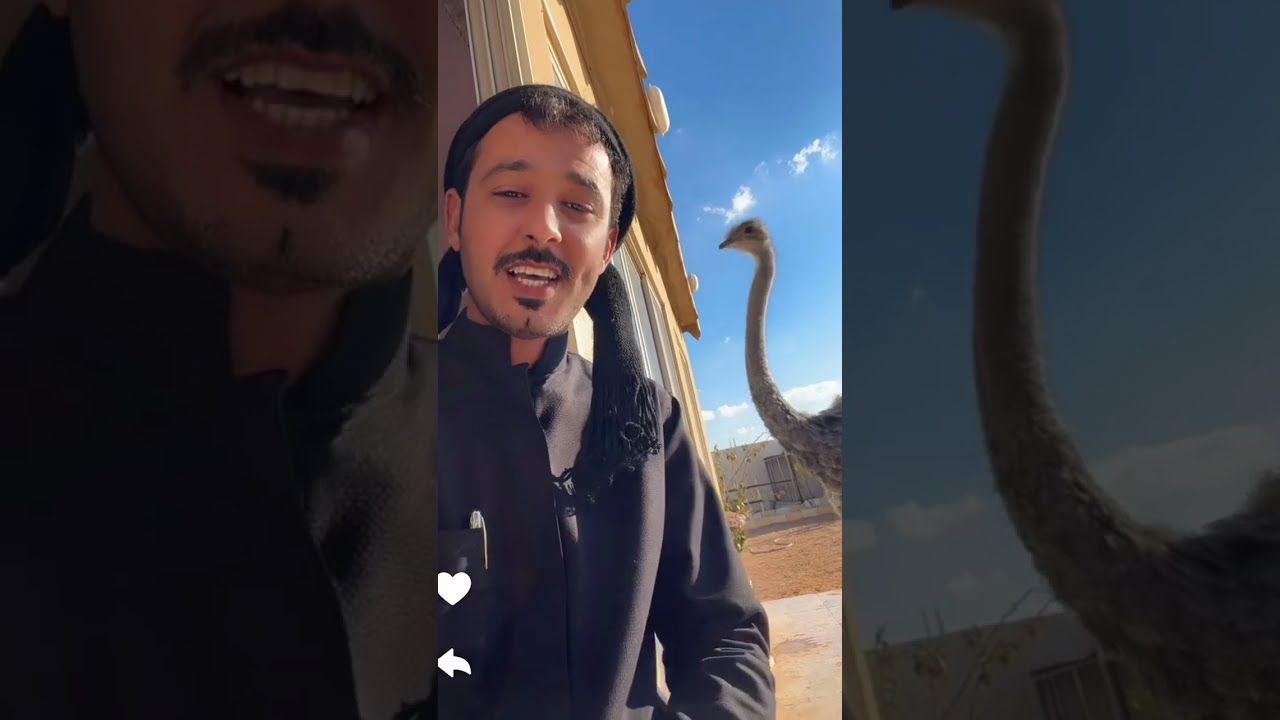 فكينا النعام / سنابات ابو ناصر