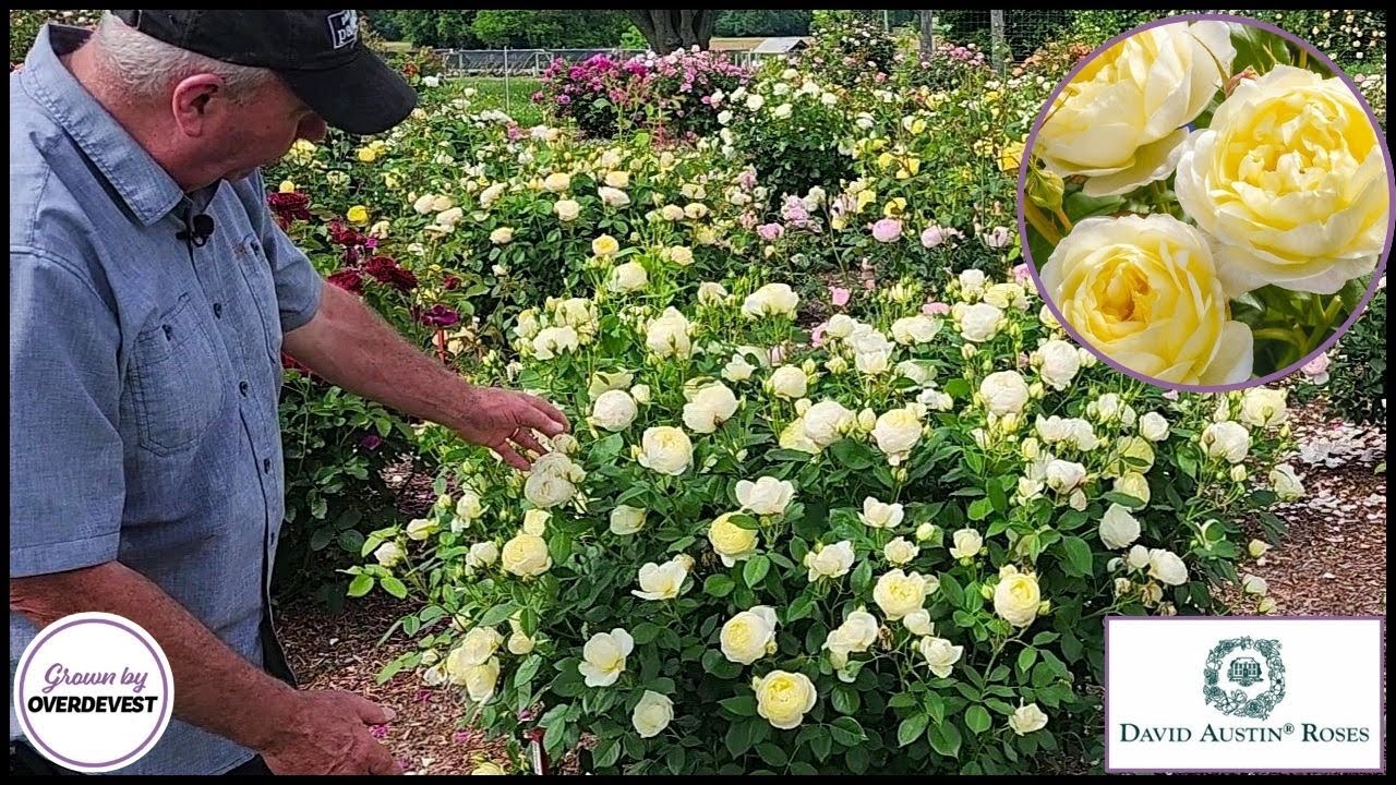 David Austin® Rose - Vanessa Bell (English Shrub Rose) / Another Outstanding Performer in our Trials