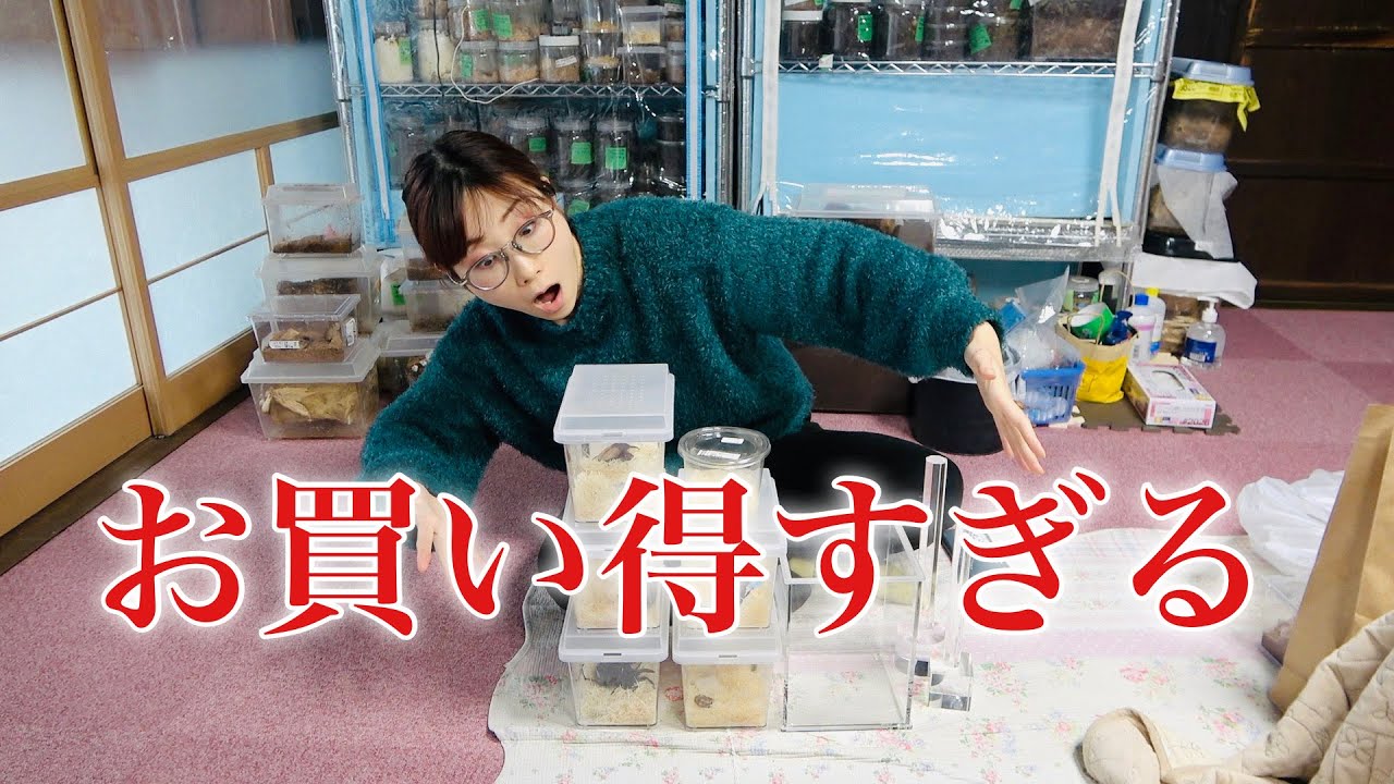 埼玉県にある昆虫ショップから大量に買ってきた