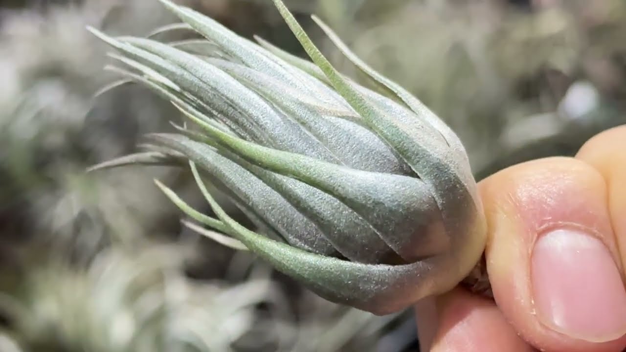 メタリックシルバーな輝き！＊チランジア カウツキーTillandsia kautskyi ＠フラワーショップ江口鹿児島県出水市＊エアプランツ専門店