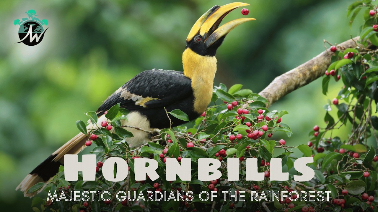 Hornbills: Majestic Guardians of the Rainforest | Wildlife Documentary