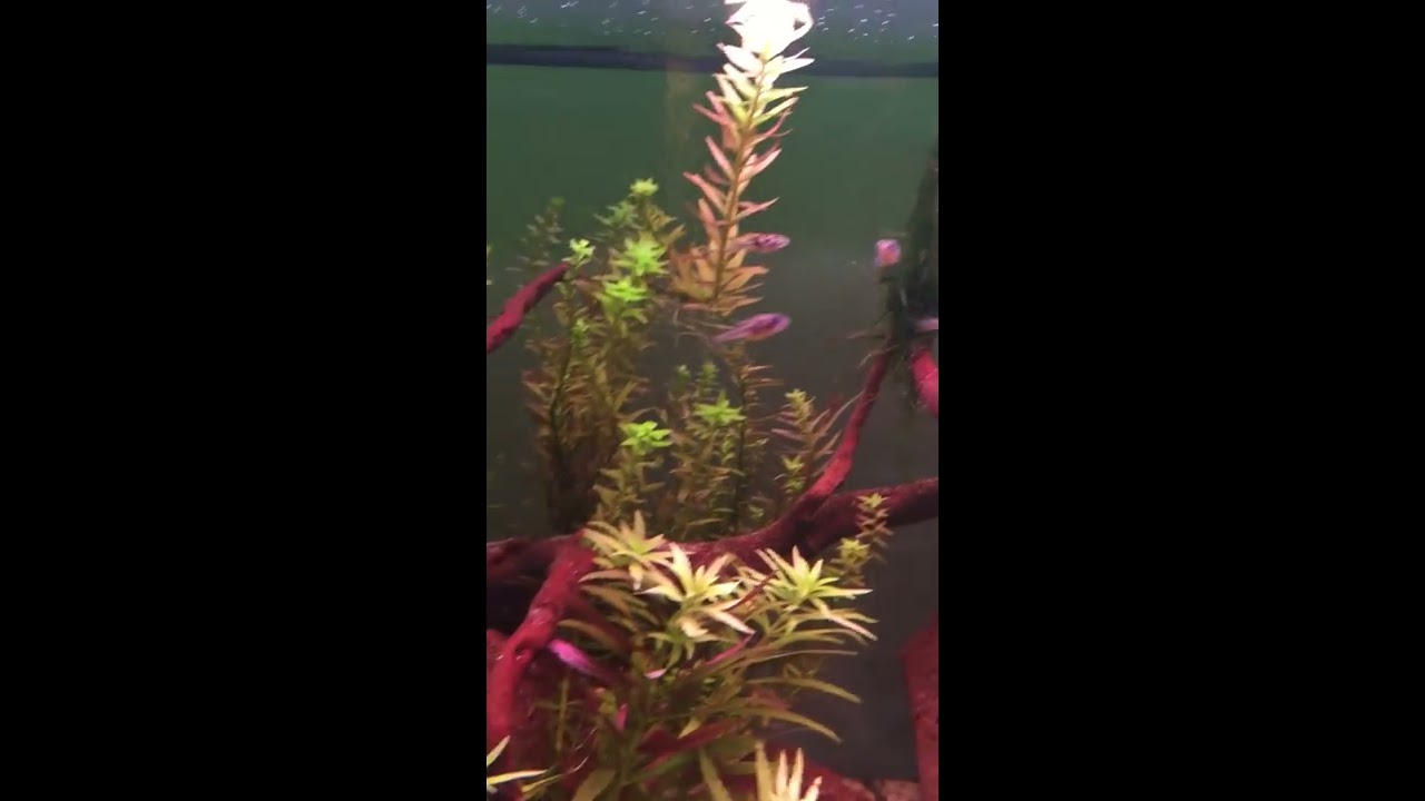Dwarf Puffers eating grindal worms (aquazone.gr)
