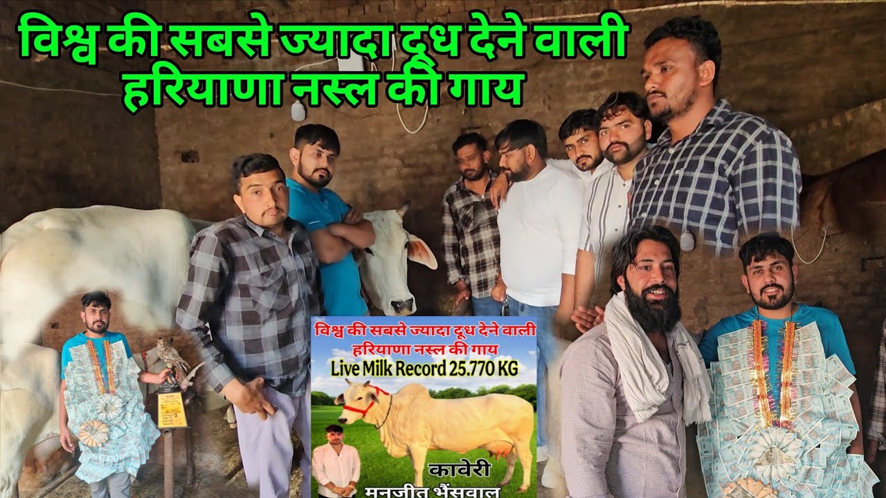 विश्व की सबसे ज्यादा दूध देने वाली हरियाणा नस्ल की गाय  Live Milking Record 25.770kG 