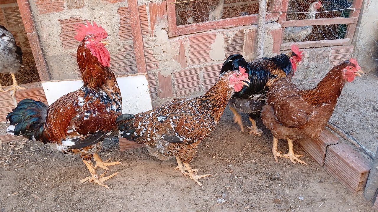 🔴 Fui visitar a criação de galinhas caipira e gsb do meu amigo João Paulo😯🐓🐔😱🤠 