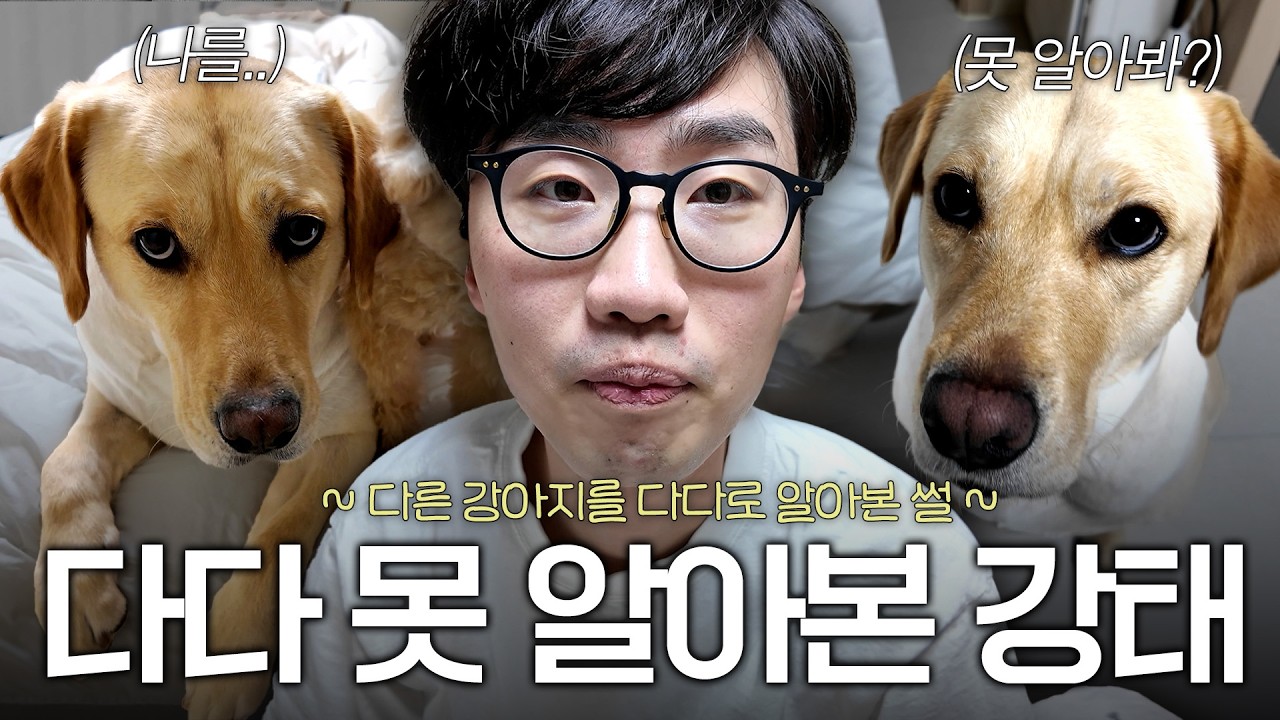 다다 애견카페 맡기고 다른 강아지 데려갈 뻔