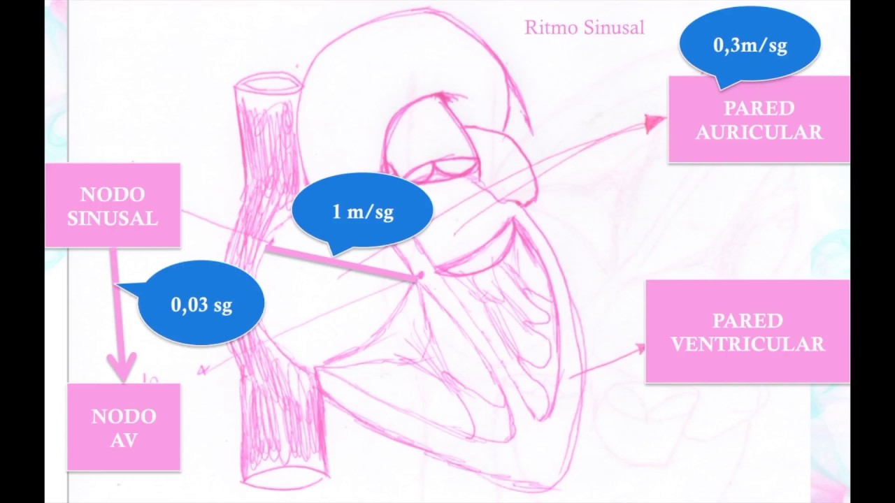 Potencial de Acción Cardiaco Parte I