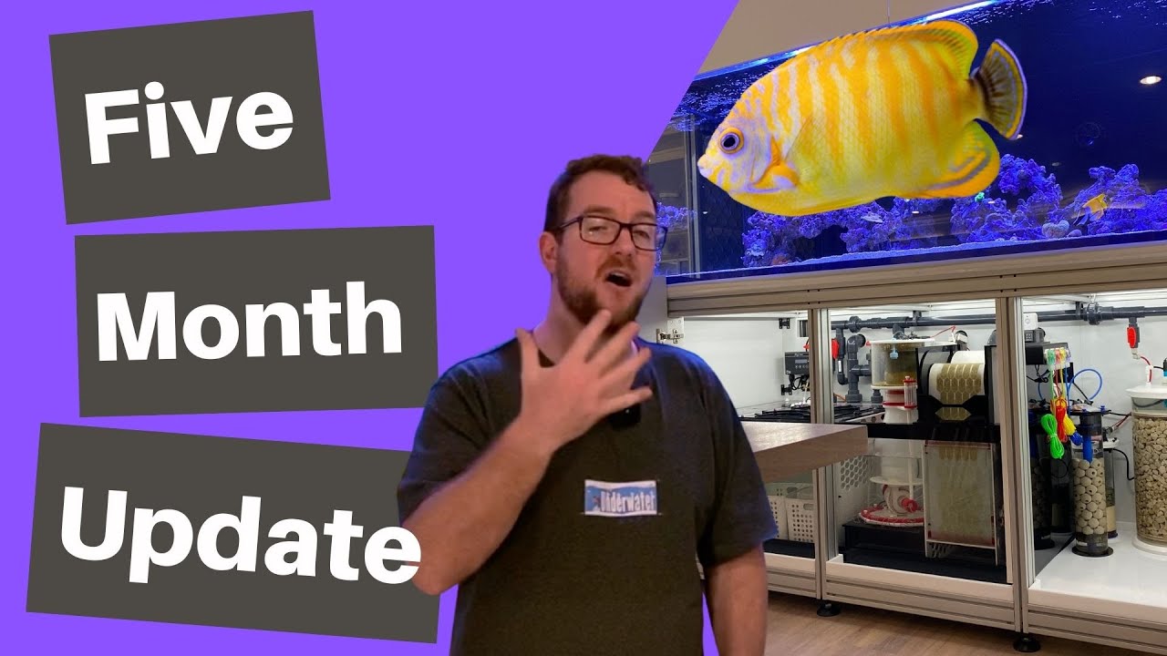 Dream Reef Tank 5 Month Update - Fish and Coral