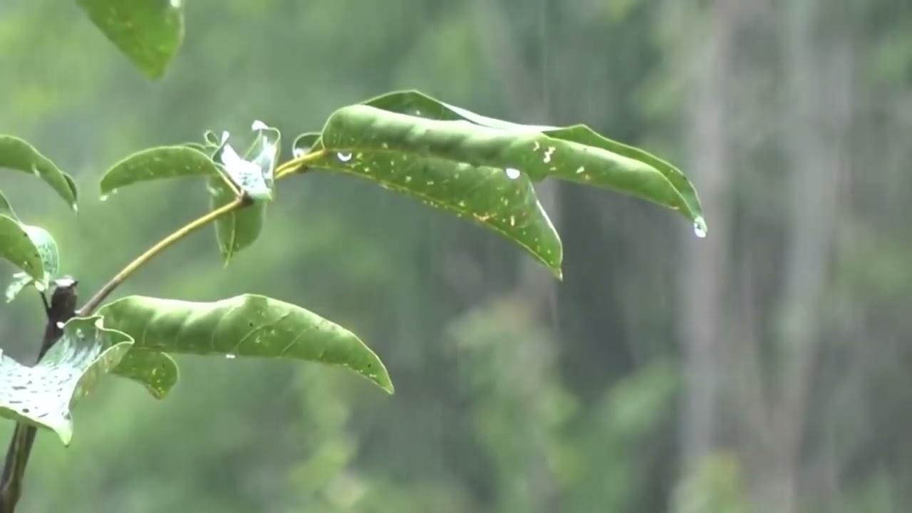 Som de Chuva sem Trov&atilde;o para Dormir e Relaxar - Sons Relaxantes da Natureza - 10 Horas